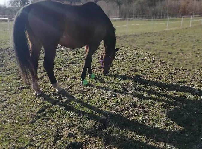 Zielenina Lesny بيت للعطل