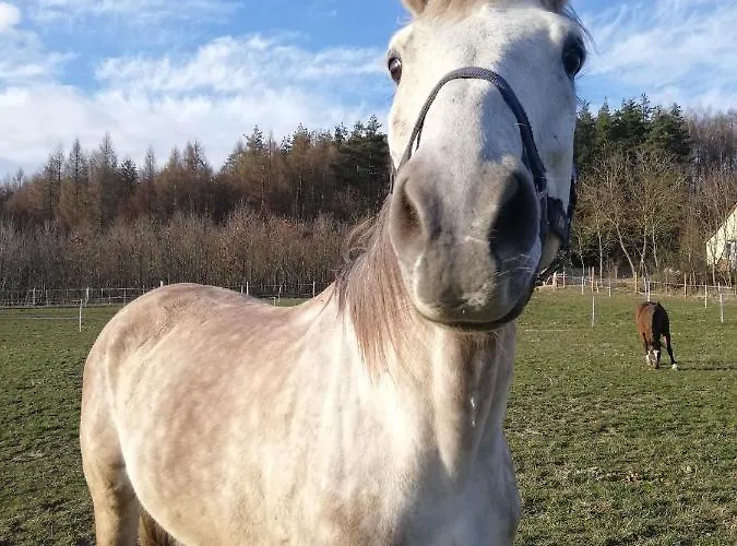 Zielenina Lesny بيت للعطل