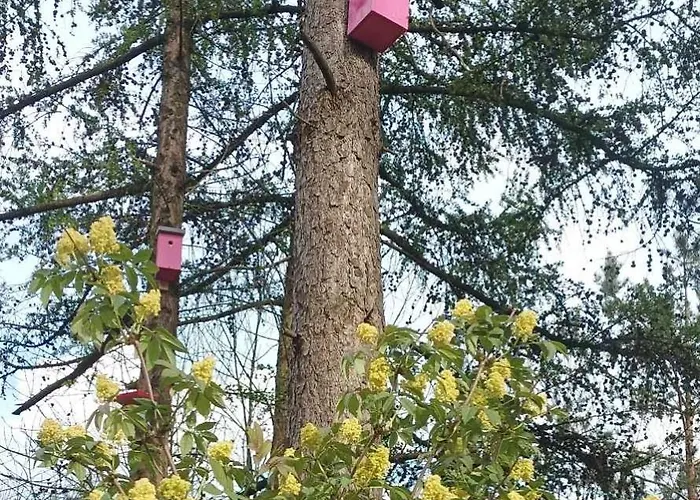 Zielenina Lesny * Mierzeszyn