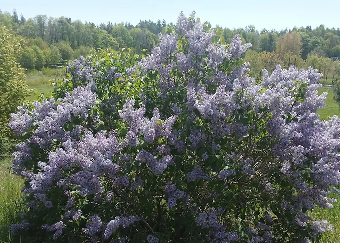 بيت للعطل Zielenina Lesny *